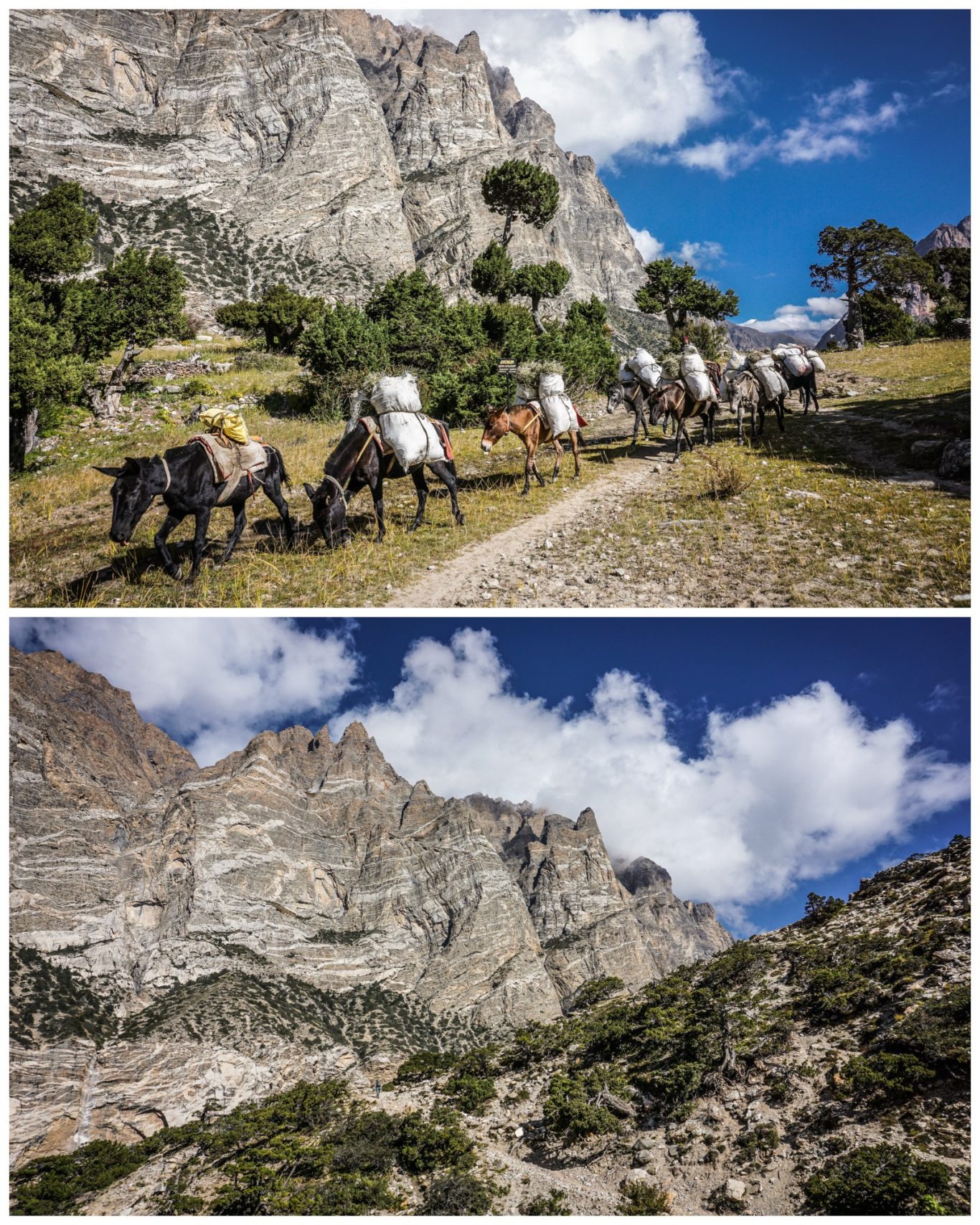 Maultierkarawane im Nar Phu Valley Pferdegespanne ziehen auf einem schmalen Weg durch eine gebirgige Landschaft.